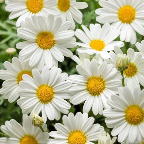 Marguerite Daisy