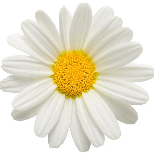 Marguerite Daisy