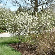 Carmine Jewel Dwarf Sour Cherry