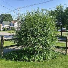 Juliet Dwarf Sour Cherry