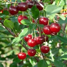 Juliet Dwarf Sour Cherry