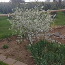 Romeo Dwarf Sour Cherry