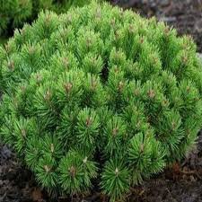 Dwarf Mugo Pine