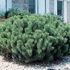 Dwarf Mugo Pine