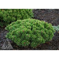 Slowmound Mugo Pine