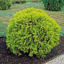 Golden Globe Arborvitae