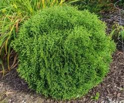 Hetz Midget Arborvitae