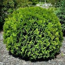 Hetz Midget Arborvitae