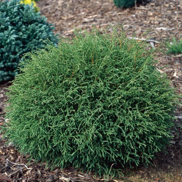 Mr. Bowling Ball Arborvitae
