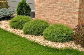 Mr. Bowling Ball Arborvitae