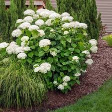 Annabelle Hydrangea