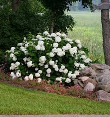Annabelle Hydrangea