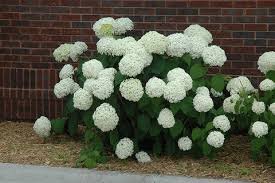 Incrediball Hydrangea