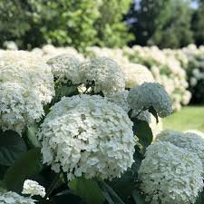 Incrediball Hydrangea