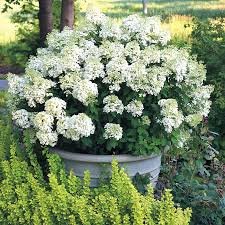 Bobo Hydrangea