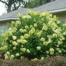 Limelight Prime Hydrangea