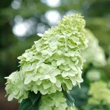 Limelight Prime Hydrangea