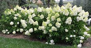 Limelight Prime Hydrangea