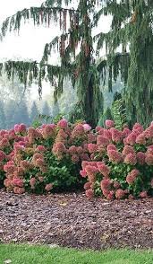 Little Lime Punch Hydrangea