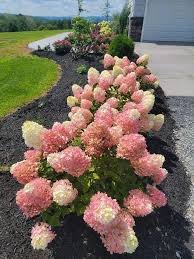Little Lime Punch Hydrangea