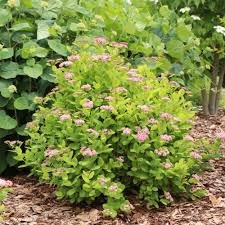 Glow Girl Spirea