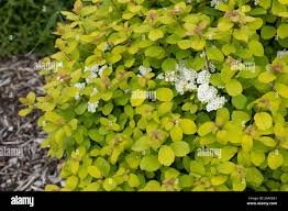 Glow Girl Spirea