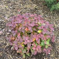 Glow Girl Spirea