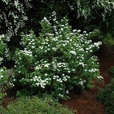 Tor Spirea