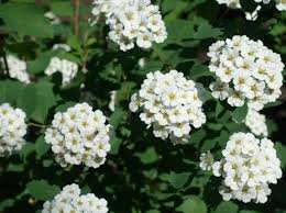 Tor Spirea
