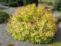 Goldmound Spirea