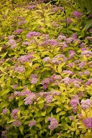 Goldmound Spirea