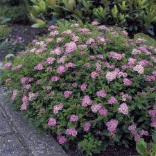 Little Princess Spirea