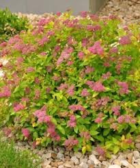Magic Carpet Spirea