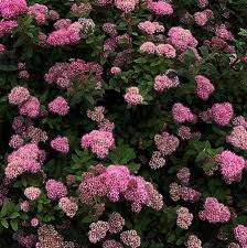 Poprocks Petite Spirea