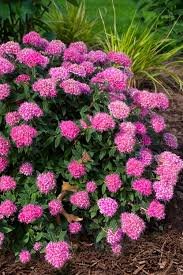Poprocks Petite Spirea