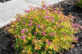 Rainbow Fizz Spirea