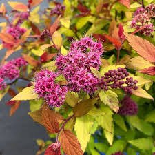 Rainbow Fizz Spirea