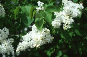 Common White Lilac