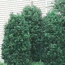 Columnaris Buckthorn