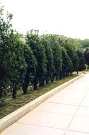 Columnaris Buckthorn