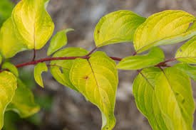 Neon Burst Dogwood