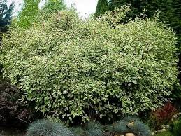 Variegated Red Twig Dogwood