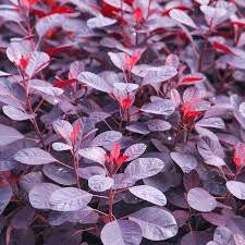 Royal Purple Smokebush