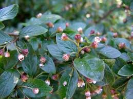 Peking Cotoneaster