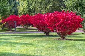 Burning Bush