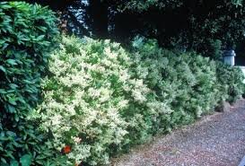 Lodense Privet