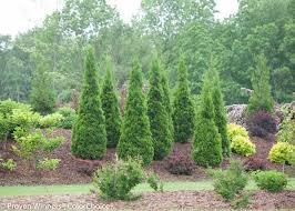 North Pole Arborvitae