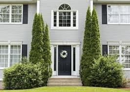 DeGroots Spire Arborvitae