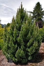 Tannenbaum Mugo Pine