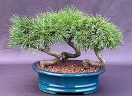 Twisty Mugo Pine